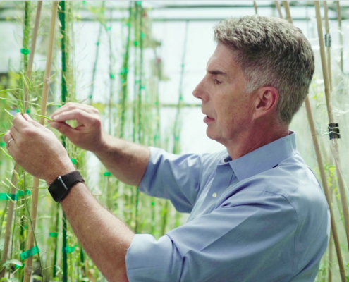 Scientist examining greenhouse plant, frame from video.